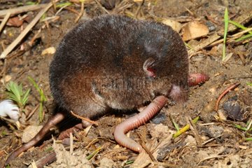 Crowned Shrew eating an earthworm - France