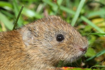 Portrait of Common Vole in the grass - France