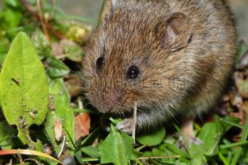 Common Vole eating leaves - France