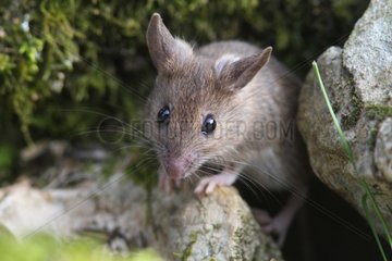 Young Long-tailed field mouse on rock - France