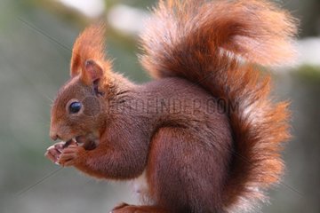 Eurasian Red Squirrel eating - France