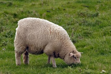 Brouttant sheep with Husum Germany [AT]