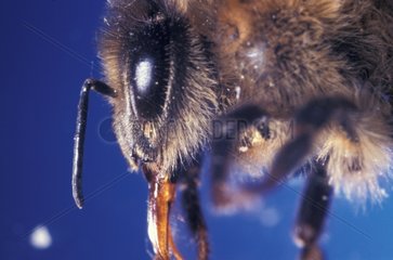 Porträt einer Arbeiter Honigbiene
