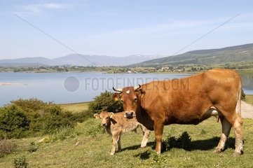 Vache et son veau au bord du lac Embalse del Ebro Espagne