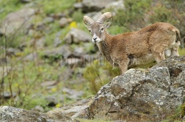 Mouflon on a rock Massif Carlit Pyrénées France