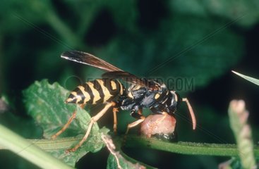 Social wasp carrying a prey