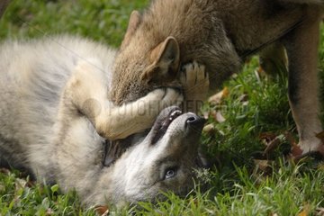 Loups communs se chamaillant PN du Bayerischer Wald