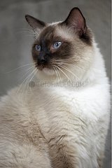 Portrait of a young Ragdoll