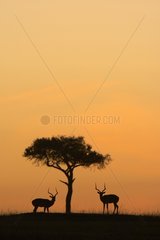 Silhouette of Impala male and tree at dusk Masai Mara Kenya