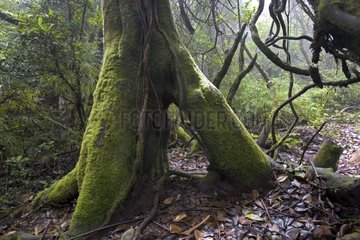 Baum mit Stelzen im Amazonas -Wald -Unterholz Costa Rica