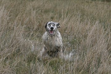 English Setter galloping in a swamp France