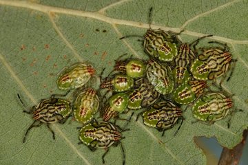 Parent bug larvae on a leaf Belgium