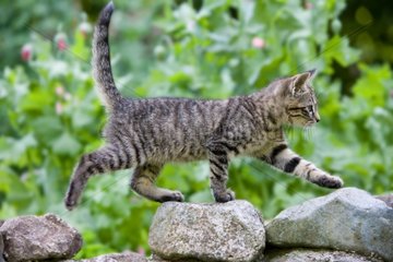 Kitten running on a stone wall Oberbruck Haut-Rhin