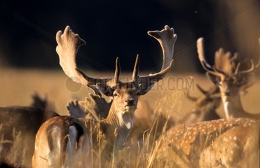 Herd of fallow Deer to the setting sun