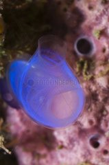 Blue Ascidian floating near a Coral Sulawesi Indonesia