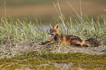 Junger roter Fuchs in dunkler Phase gähnt Nome Alaska