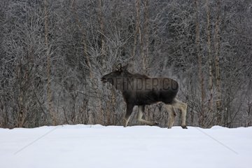 Young Elk galloping in the snow Lawnes Flatanger Norway