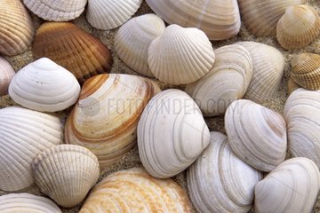 Shells on sand Atlantic Coast France