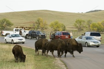 Bison Herde Crossing Road Custer State Park Black Hills
