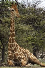 Giraffe resting under a tree Etosha National Park Namibia
