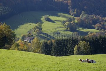 Vaches montbéliardes dans la Côte de Maiche France