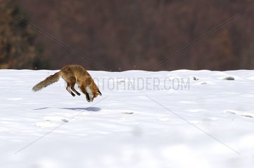 Red fox hunting in snow in Savoy France