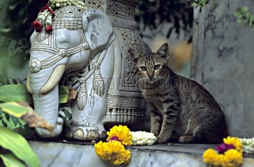 Cat sitting near an elephant statue Bangkok Thailand