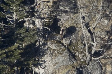 Pyrenäanische Bärin Female Hvala und Bear Cubs nach dem Winterschlaf