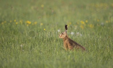 Brown Hare sitting in a meadow at spring GB