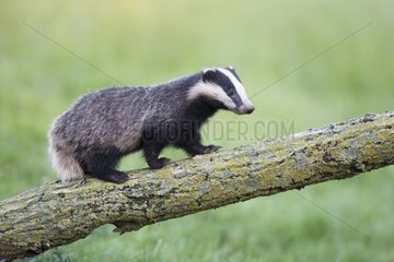 Badger climbing on a tree at spring GB