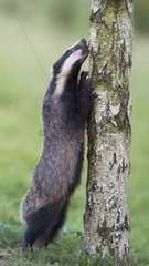 Badger foraging on a dead tree at spring GB