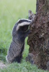 Badger foraging on a dead tree at spring GB