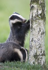 Badgerx foraging on a dead tree at spring GB