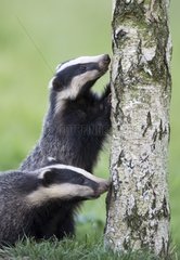 Badgerx foraging on a dead tree at spring GB