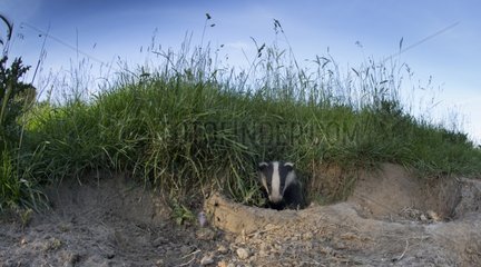 Badger coming out its set at spring GB