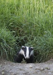Badger coming out of its set at spring GB