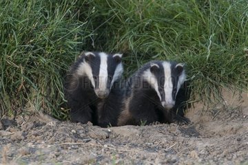 Badgers coming out of their set at spring GB