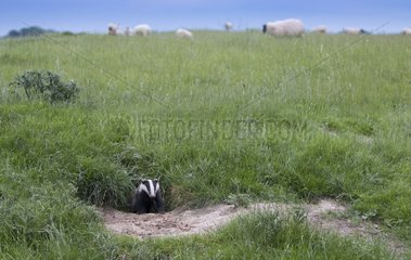 Badger coming out of their set at spring GB