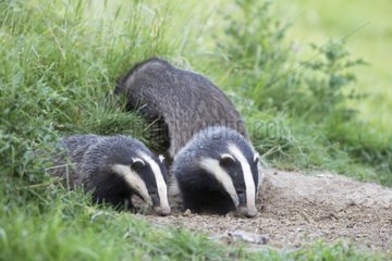 Badgers foraging at spring GB