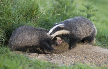 Badgers fighting at spring GB