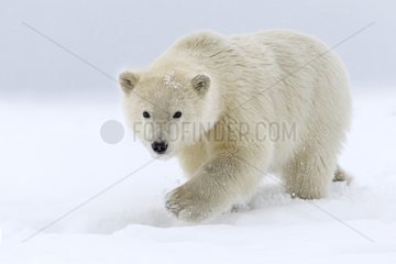 Polar bear walking on ice - Barter Island Alaska