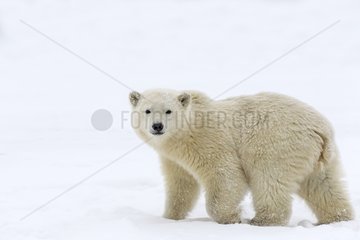 Polar bear walking on ice - Barter Island Alaska