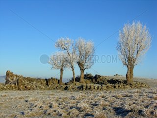 Landscape in winter Aubrac
