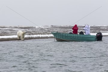 Polar bear on shore and photographer - Barter Island Alaska