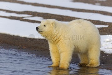 Polar bear at the water's edge - Barter Island Alaska