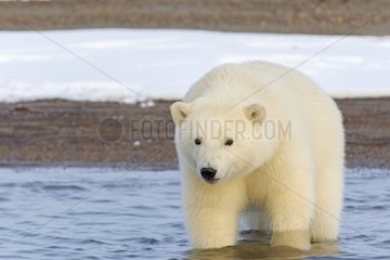 Polar bear walking in water - Barter Island Alaska