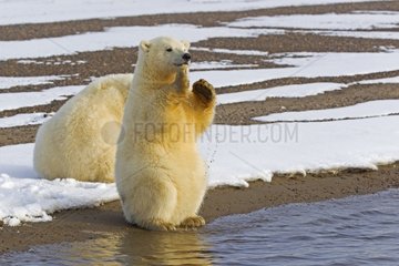 Polar bears sitting on shore - Barter Island Alaska