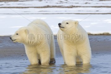 Polar bears in water - Barter Island Alaska