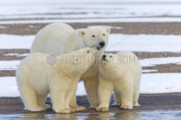 Polar bear and young on shore - Barter Island Alaska