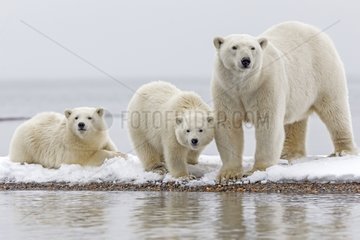 Polar bear and young on shore - Barter Island Alaska